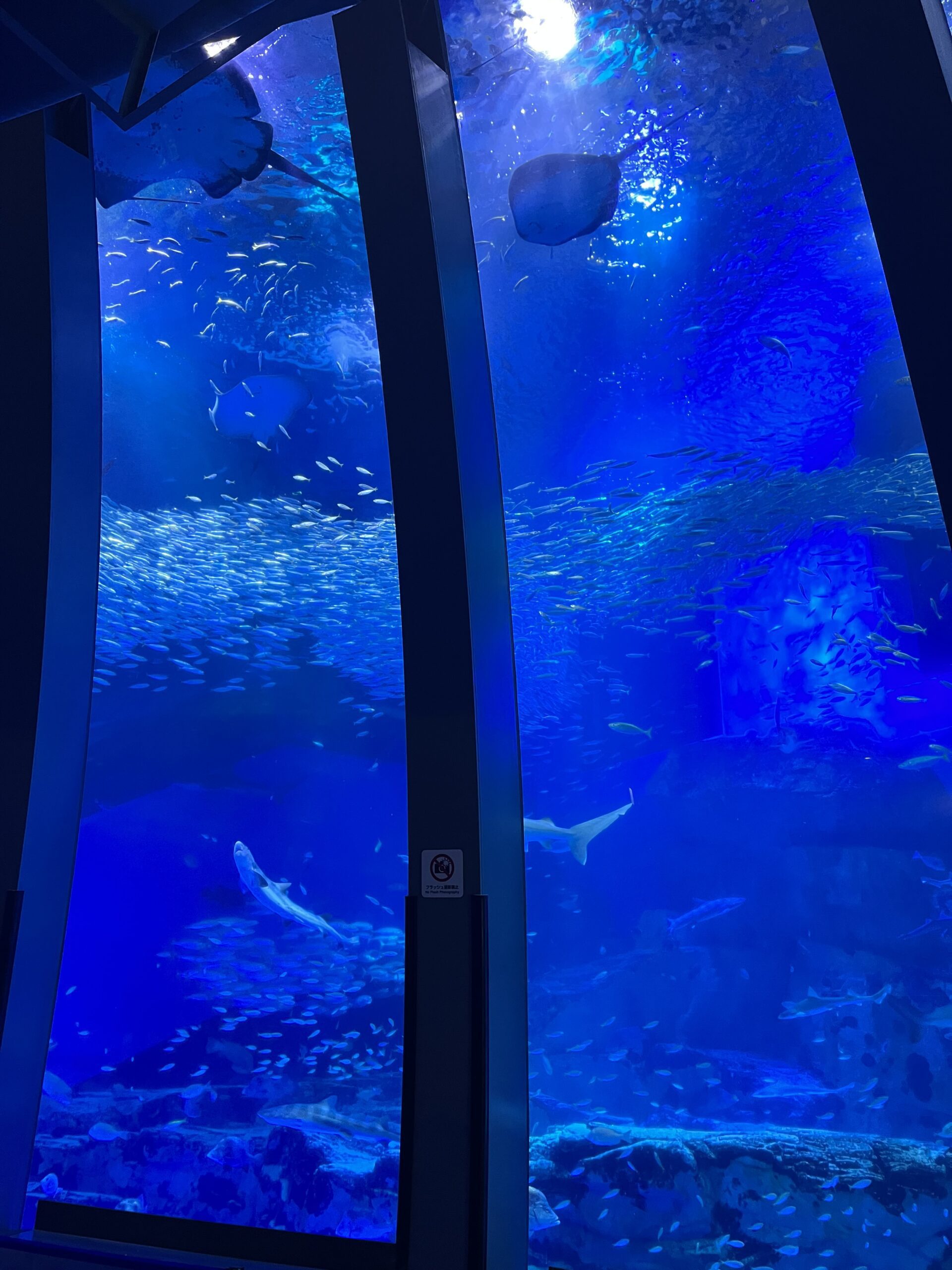 【八景島】觀光指南．攻略︱整個橫濱最適合約會的地點！？ー 來一場水族館約會吧！ - 八景島, 日本, 橫濱, 橫濱景點, 水族館