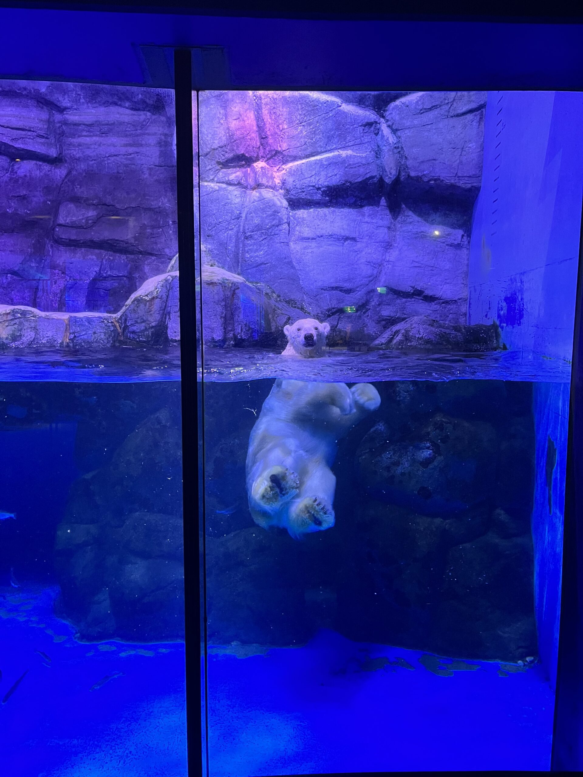 【八景島】觀光指南．攻略︱整個橫濱最適合約會的地點！？ー 來一場水族館約會吧！ - 八景島, 日本, 橫濱, 橫濱景點, 水族館