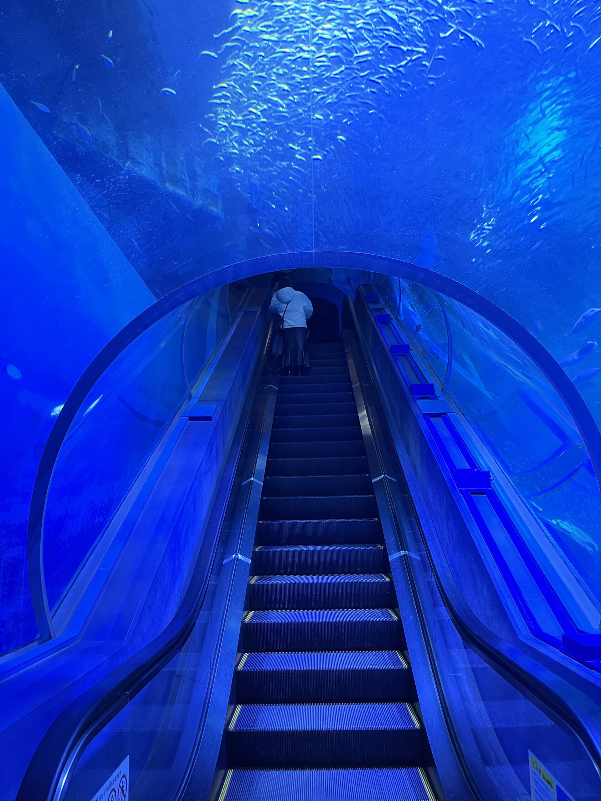 【八景島】觀光指南．攻略︱整個橫濱最適合約會的地點！？ー 來一場水族館約會吧！ - 八景島, 日本, 橫濱, 橫濱景點, 水族館