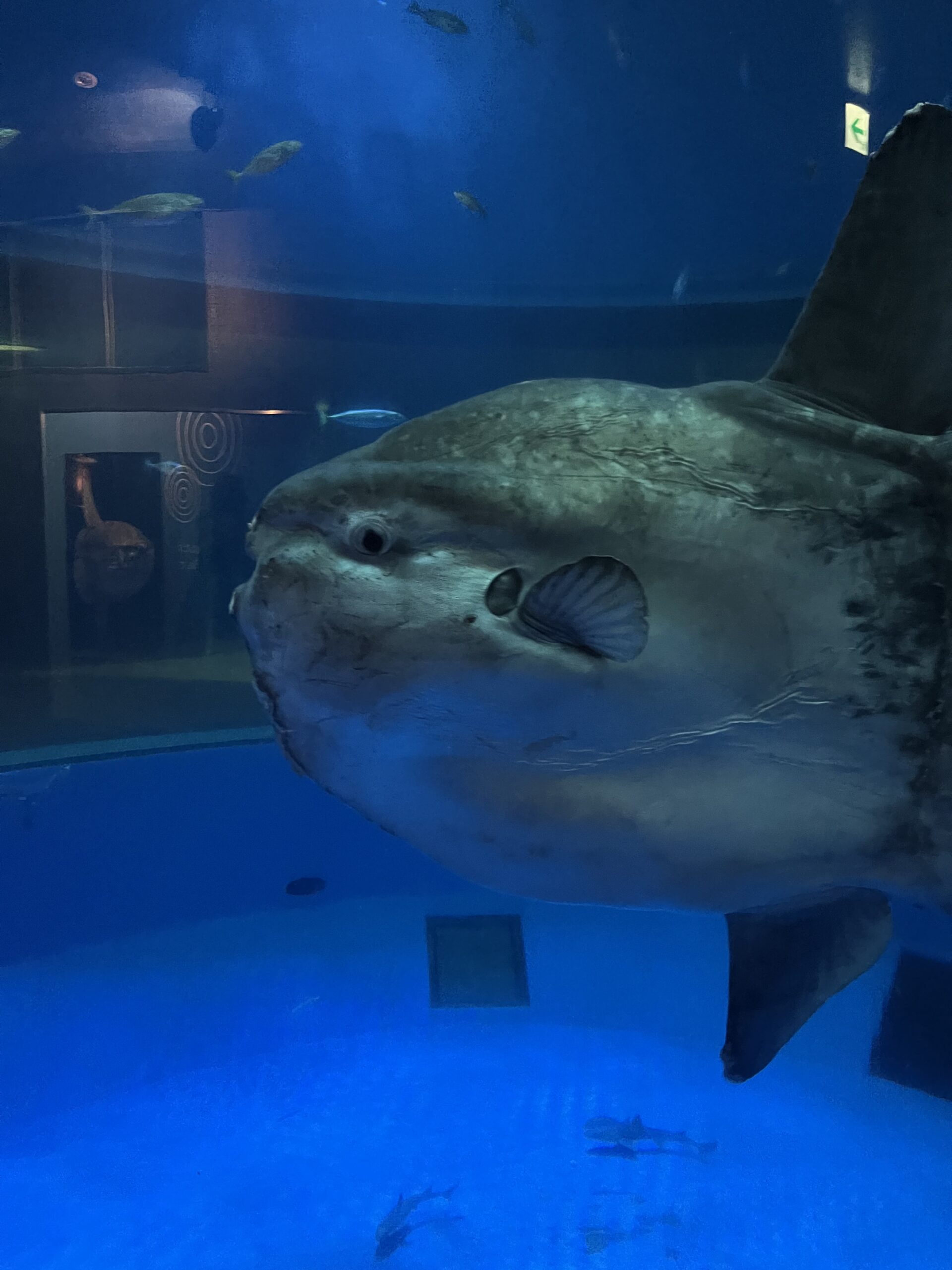 【八景島】觀光指南．攻略︱整個橫濱最適合約會的地點！？ー 來一場水族館約會吧！ - 八景島, 日本, 橫濱, 橫濱景點, 水族館