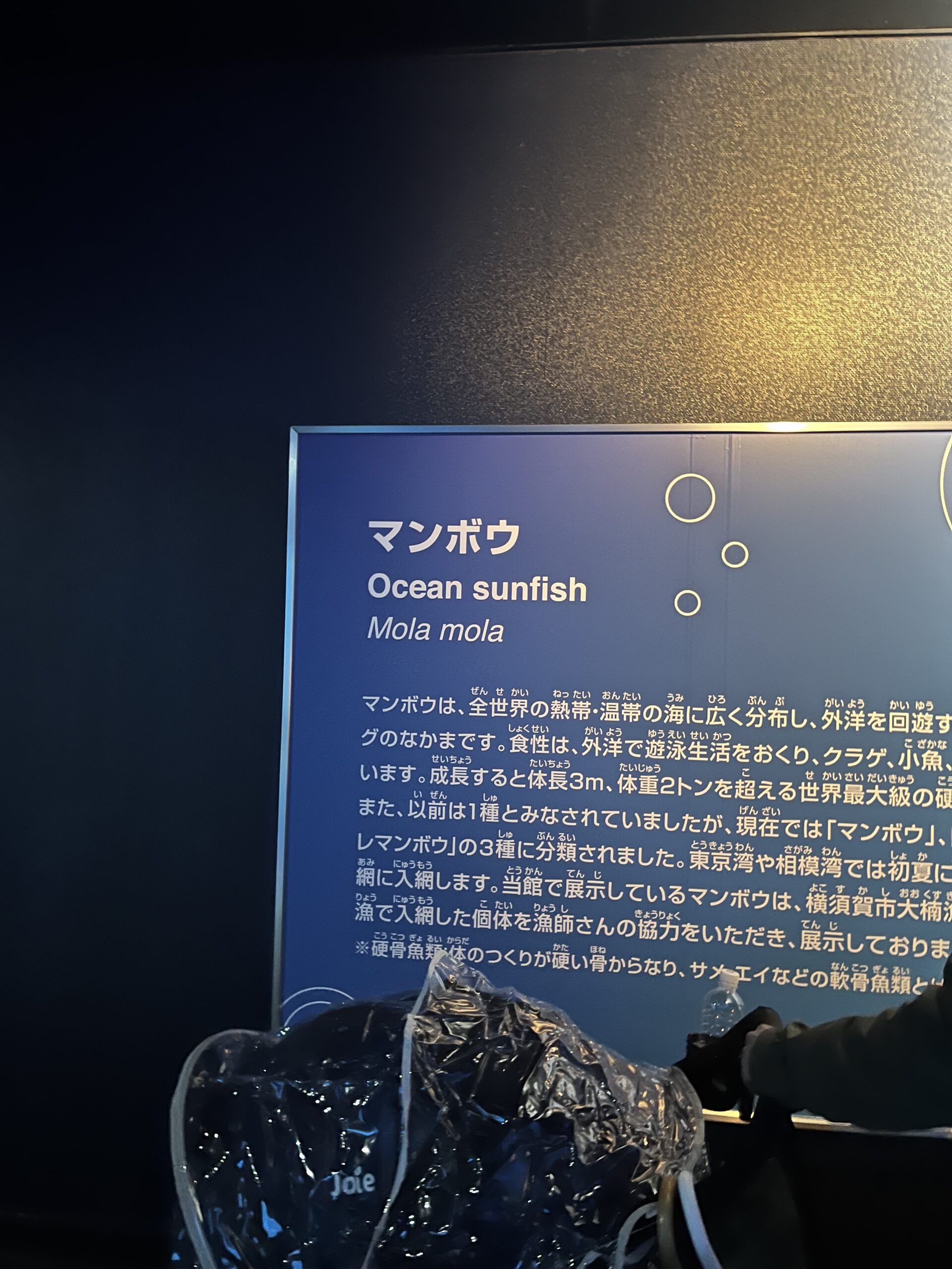 【八景島】觀光指南．攻略︱整個橫濱最適合約會的地點！？ー 來一場水族館約會吧！ - 八景島, 日本, 橫濱, 橫濱景點, 水族館