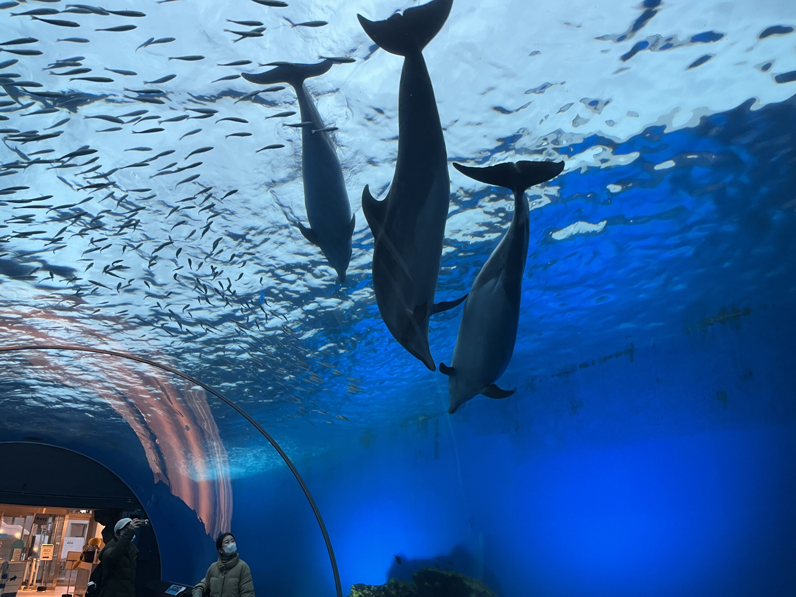 【八景島】觀光指南．攻略︱整個橫濱最適合約會的地點！？ー 來一場水族館約會吧！ - 八景島, 日本, 橫濱, 橫濱景點, 水族館