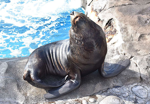 【八景島】觀光指南．攻略︱整個橫濱最適合約會的地點！？ー 來一場水族館約會吧！ - 八景島, 日本, 橫濱, 橫濱景點, 水族館