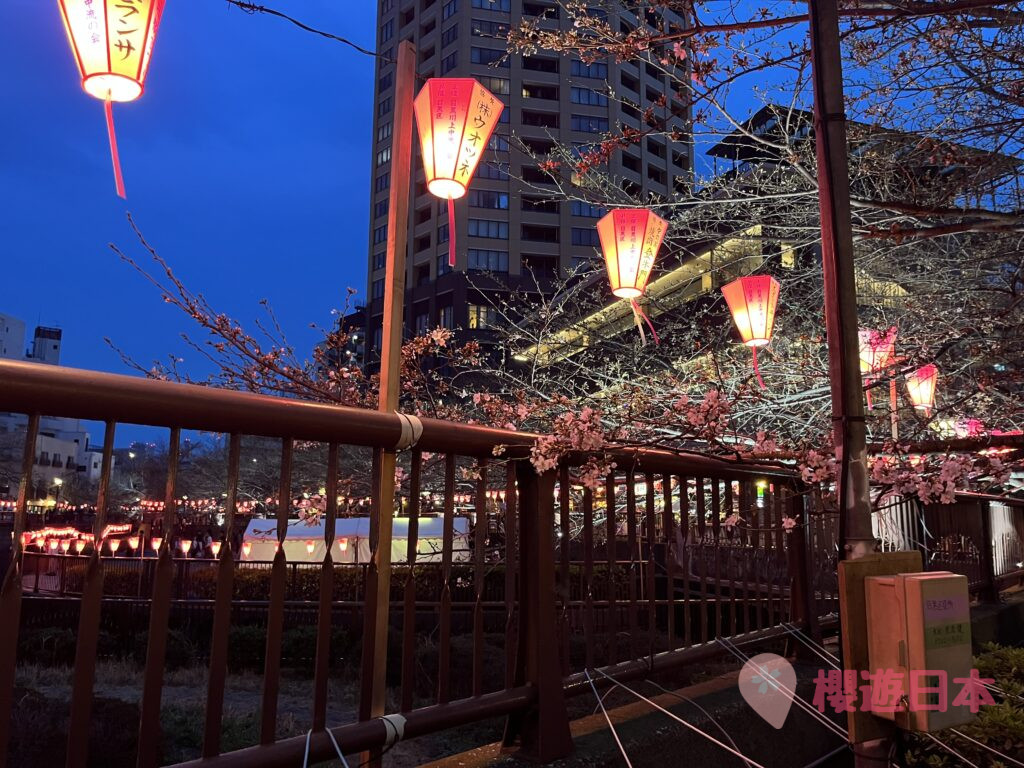 中目黑 夜櫻 2024 3