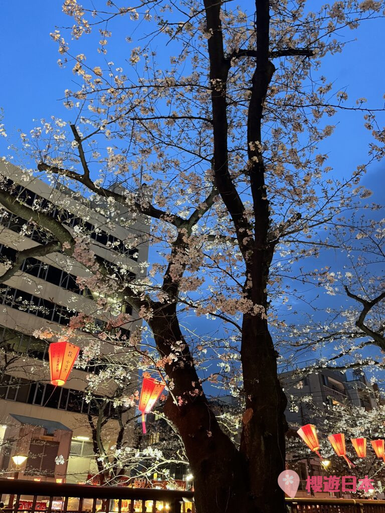 2026 中目黑賞櫻︱目黑川賞櫻活動櫻花祭時間.點燈時間 - 中目黑, 日本, 東京, 賞櫻