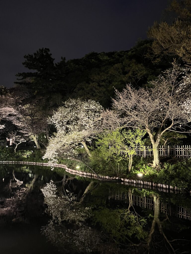 2024 橫濱三溪園賞櫻︱櫻花巡禮．點燈活動詳情 - 三溪園, 日本, 橫濱, 賞櫻