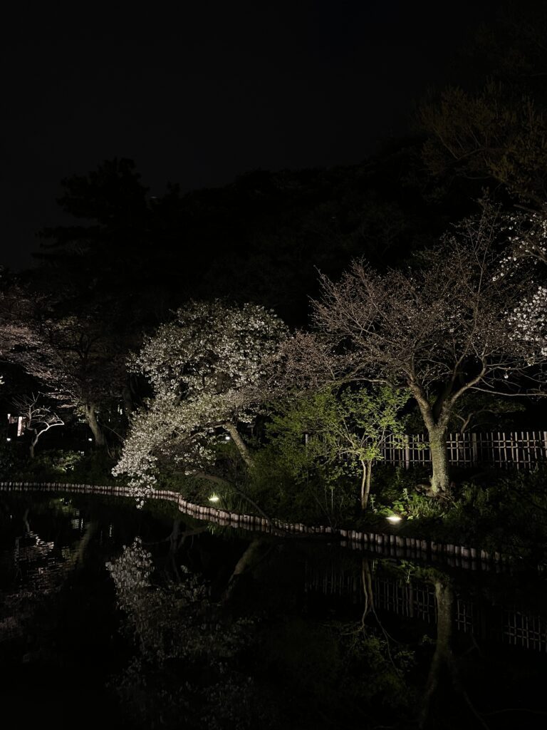2024 橫濱三溪園賞櫻︱櫻花巡禮．點燈活動詳情 - 三溪園, 日本, 橫濱, 賞櫻