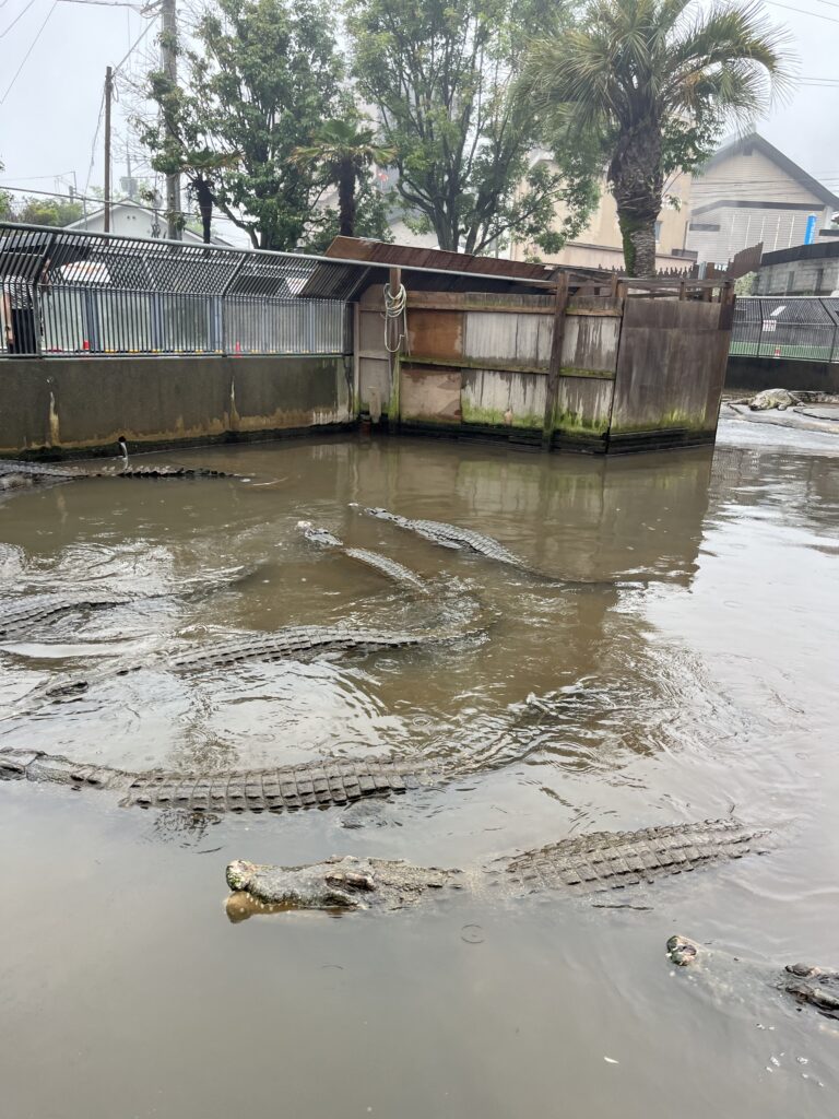 別府必去景點|別府地獄溫泉巡禮【附自駕攻略+需時+優惠卷】 - 九州, 九州自駕遊, 別府, 別府地獄, 大自然景點