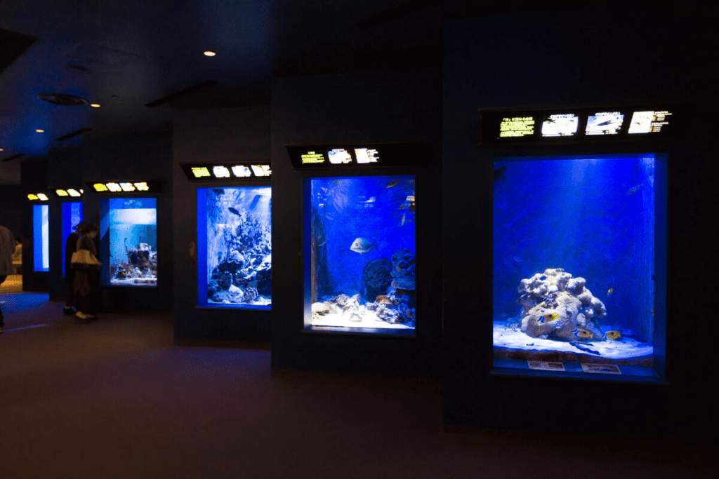 沖繩美麗海水族館 ー 沖繩不可不去的水族館︱有超大的鯨鯊和鬼蝠魟!! - 日本, 水族館, 沖繩