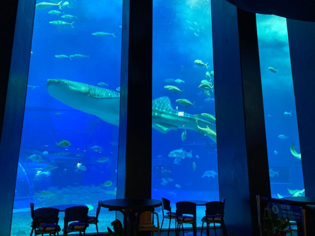 沖繩美麗海水族館 ー 沖繩不可不去的水族館︱有超大的鯨鯊和鬼蝠魟!! - 日本, 水族館, 沖繩