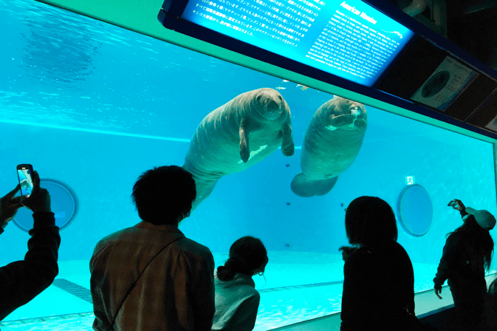 沖繩美麗海水族館 ー 沖繩不可不去的水族館︱有超大的鯨鯊和鬼蝠魟!! - 日本, 水族館, 沖繩