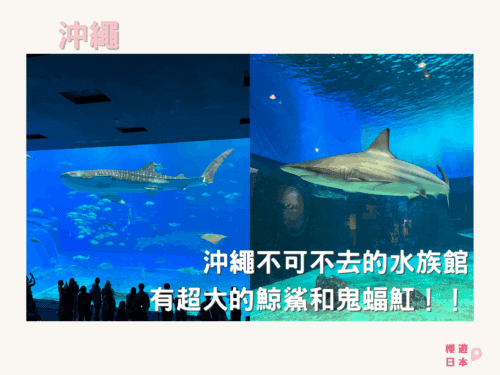 沖繩美麗海水族館 ー 沖繩不可不去的水族館︱有超大的鯨鯊和鬼蝠魟！！ - 沖繩