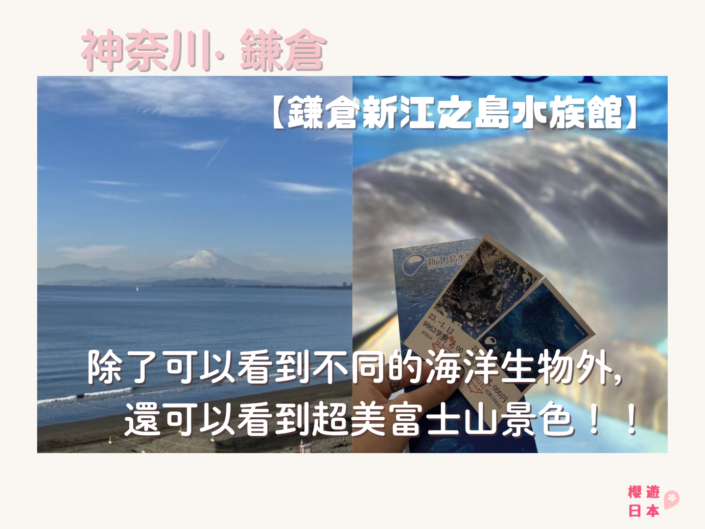 鎌倉好去處︱除了可以看到不同的海洋生物外，還可以看到絕美富士山景色！！【鎌倉新江之島水族館】 - 鎌倉