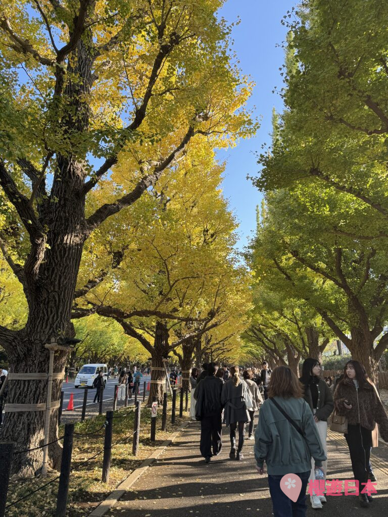 東京秋季必見景點no.1︱超美銀杏並木．整條大道都變成秋意濃濃的金黃色！【神宮外苑銀杏大道】 - 外苑前, 大自然景點, 日本, 明治神宮, 東京, 銀杏