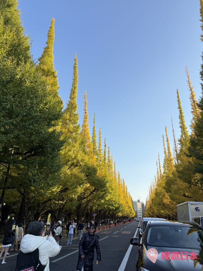 東京秋季必見景點no.1︱超美銀杏並木．整條大道都變成秋意濃濃的金黃色！【神宮外苑銀杏大道】 - 外苑前, 大自然景點, 日本, 明治神宮, 東京, 銀杏