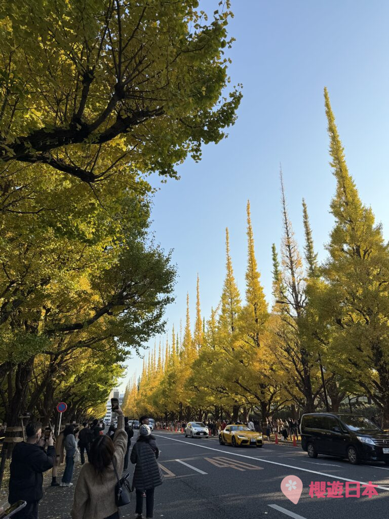 東京秋季必見景點no.1︱超美銀杏並木．整條大道都變成秋意濃濃的金黃色！【神宮外苑銀杏大道】 - 外苑前, 大自然景點, 日本, 明治神宮, 東京, 銀杏