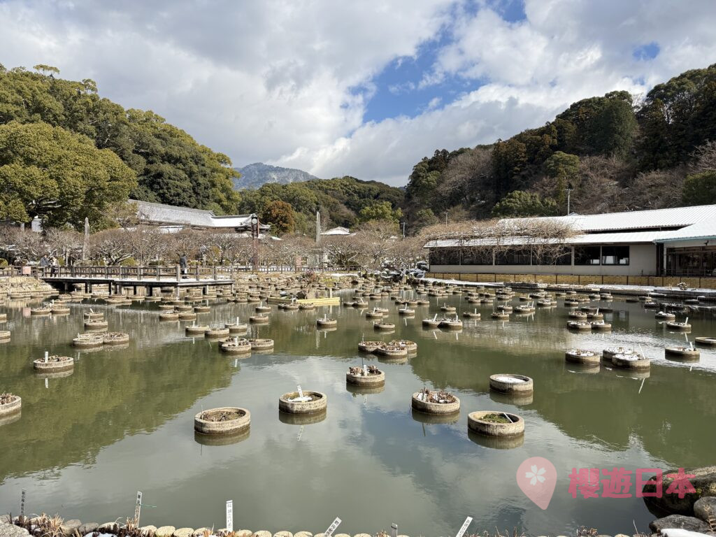 福岡太宰府必去景點9選︱感受歷史與自然的完美結合~交通、美食、景點一次搞定!【附上太宰府一日遊行程(美食推薦及交通方法)】 - 一日遊, 九州, 九州自駕遊, 太宰府, 福岡, 福岡神社