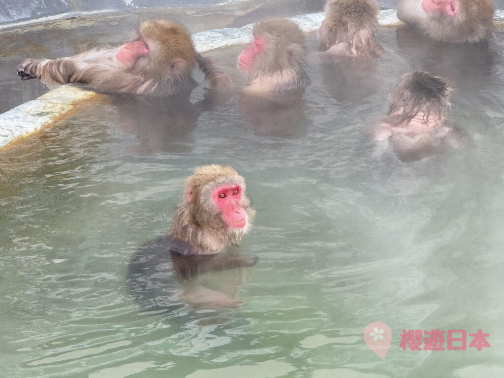 北海道湯之川溫泉 景點推薦︱湯倉神社、湯之川足浴溫泉、函館市熱帶植物園【附交通、景點、住宿懶人包】 - 函館, 函館景點, 函館神社, 動植物園, 北海道, 北海道景點, 溫泉, 溫泉酒店