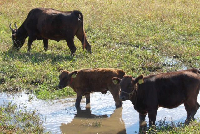 大阪人氣燒肉名店8選︱從奢華體驗到高CP值選擇，一文掌握懶人必看【大阪和牛燒肉推薦】 - 大阪, 大阪美食, 日本, 日本美食, 日本餐廳, 燒肉