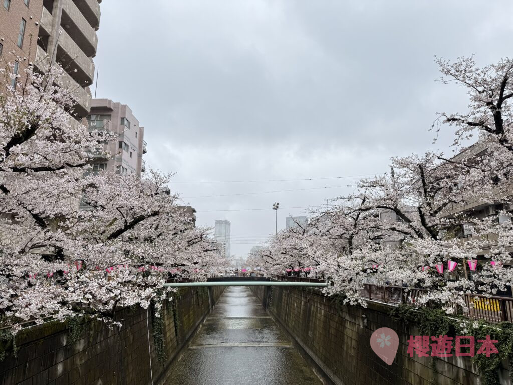 2026 中目黑賞櫻︱目黑川賞櫻活動櫻花祭時間.點燈時間 - 中目黑, 日本, 東京, 賞櫻