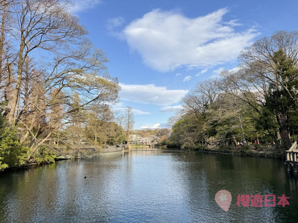 井之頭恩賜公園賞櫻全攻略｜東京人氣櫻花景點交通、花期及必訪打卡位一覽 - 吉祥寺, 日本, 東京, 賞櫻
