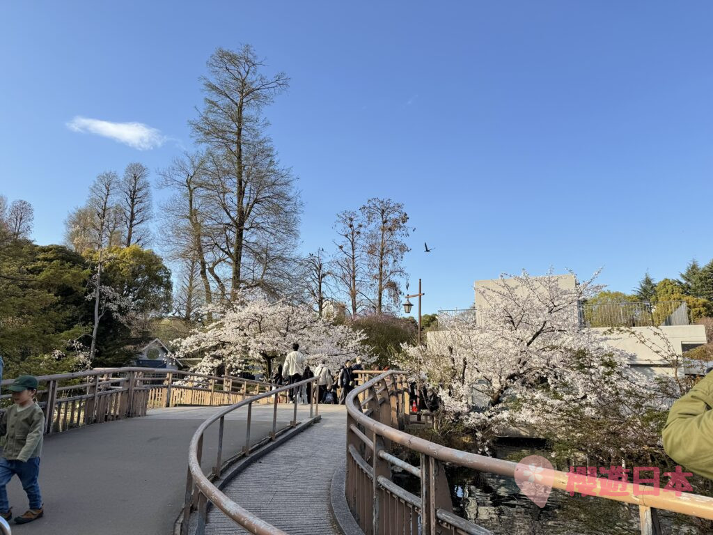 井之頭恩賜公園賞櫻全攻略｜東京人氣櫻花景點交通、花期及必訪打卡位一覽 - 吉祥寺, 日本, 東京, 賞櫻