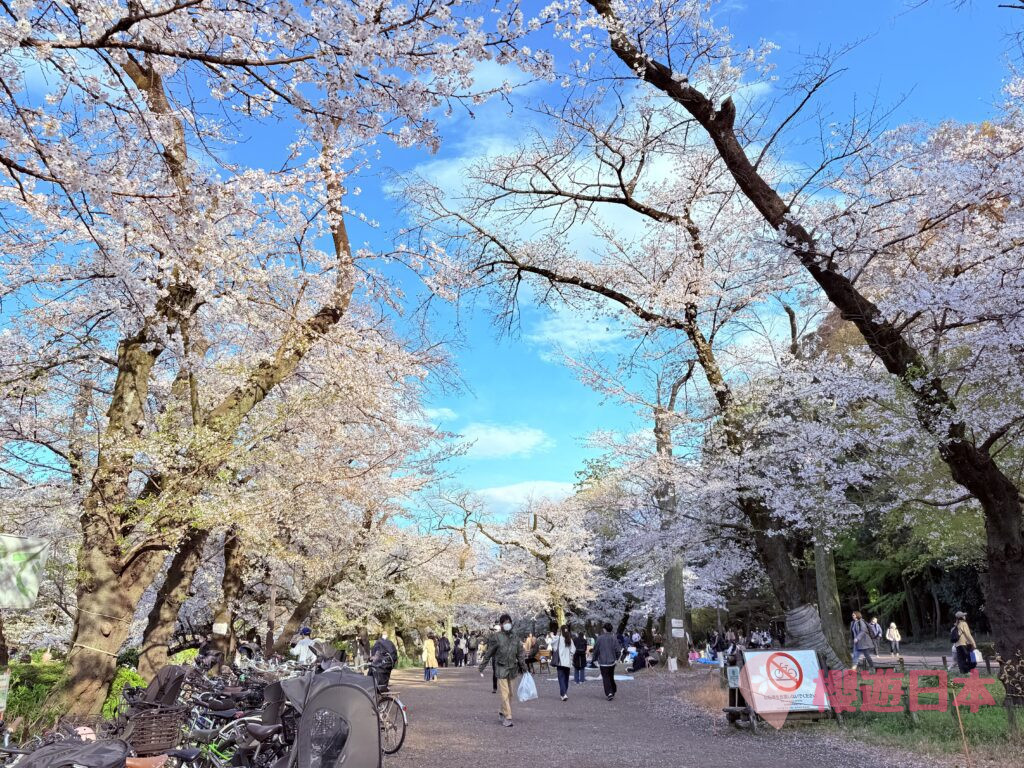井之頭恩賜公園賞櫻全攻略｜東京人氣櫻花景點交通、花期及必訪打卡位一覽 - 吉祥寺, 日本, 東京, 賞櫻
