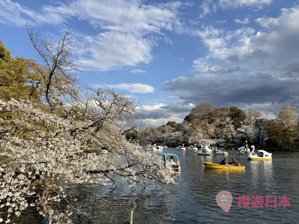 井之頭恩賜公園賞櫻全攻略｜東京人氣櫻花景點交通、花期及必訪打卡位一覽 - 吉祥寺, 日本, 東京, 賞櫻