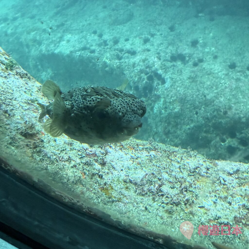 高知景點推薦｜深入海底的夢幻體驗！——「足摺海底館」【參觀心得＆交通資訊】 - 四國自駕, 大自然景點, 水族館, 自駕遊, 高知景點