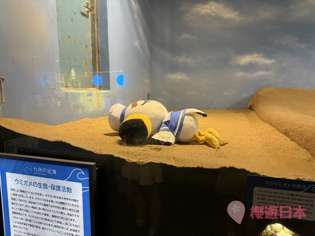 福岡水族館推薦|海洋世界海中道怎麼去?交通・票價・參觀重點一篇看懂 - 一日遊, 水族館, 福岡, 親子