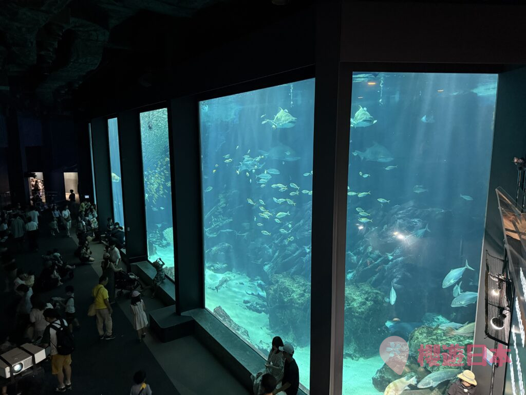 福岡水族館推薦|海洋世界海中道怎麼去?交通・票價・參觀重點一篇看懂 - 一日遊, 水族館, 福岡, 親子