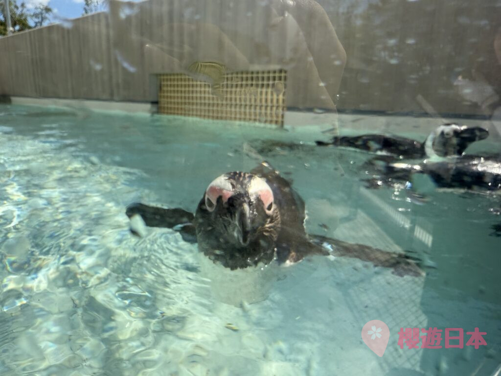 福岡水族館推薦|海洋世界海中道怎麼去?交通・票價・參觀重點一篇看懂 - 一日遊, 水族館, 福岡, 親子