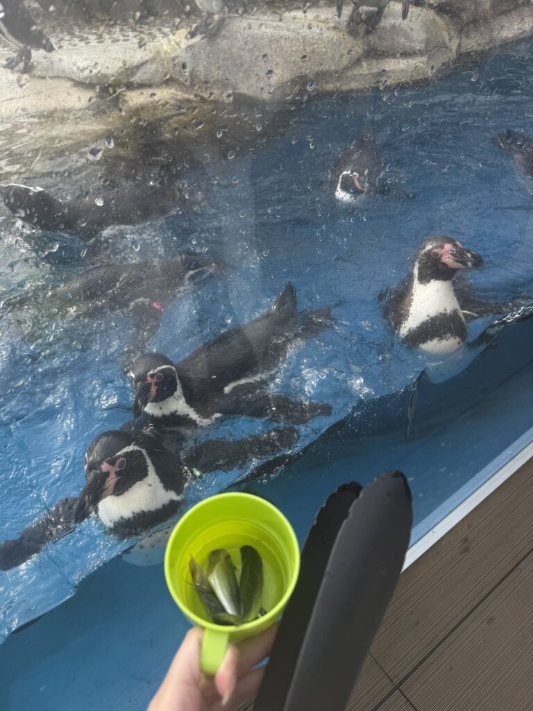 仙台好去處【仙台海洋森林水族館】｜完整攻略 (附交通、門票、必看亮點) - 一日遊, 仙台, 懶人包, 水族館