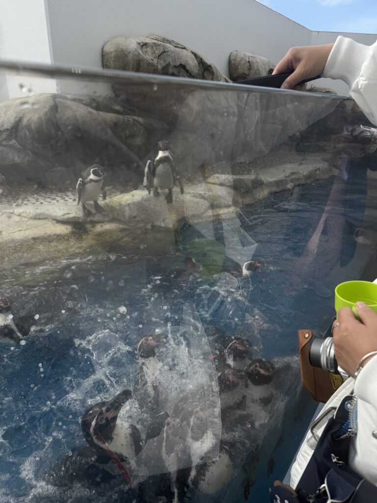 仙台好去處【仙台海洋森林水族館】｜完整攻略 (附交通、門票、必看亮點) - 一日遊, 仙台, 懶人包, 水族館