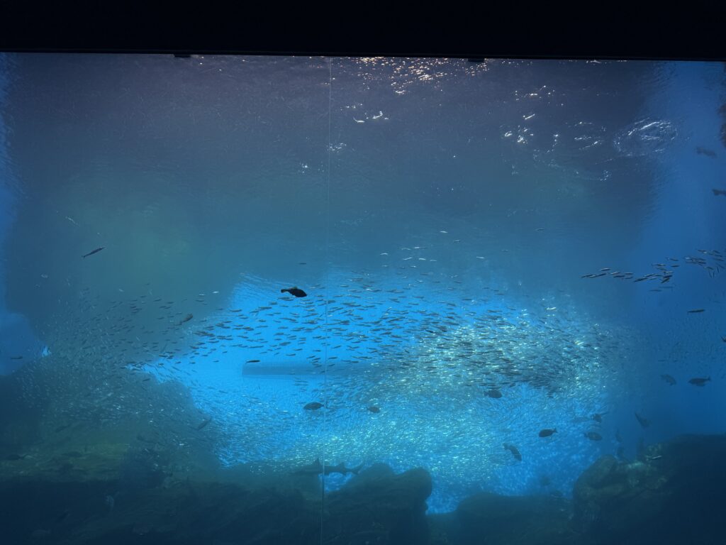 仙台好去處【仙台海洋森林水族館】｜完整攻略 (附交通、門票、必看亮點) - 一日遊, 仙台, 懶人包, 水族館