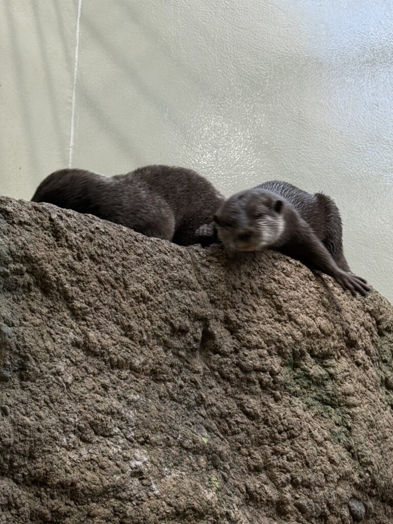 仙台好去處【仙台海洋森林水族館】｜完整攻略 (附交通、門票、必看亮點) - 一日遊, 仙台, 懶人包, 水族館