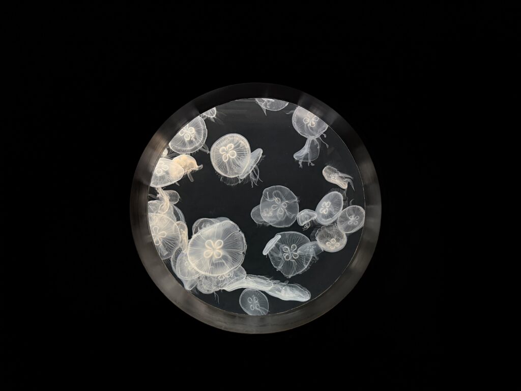 仙台好去處【仙台海洋森林水族館】｜完整攻略 (附交通、門票、必看亮點) - 一日遊, 仙台, 懶人包, 水族館