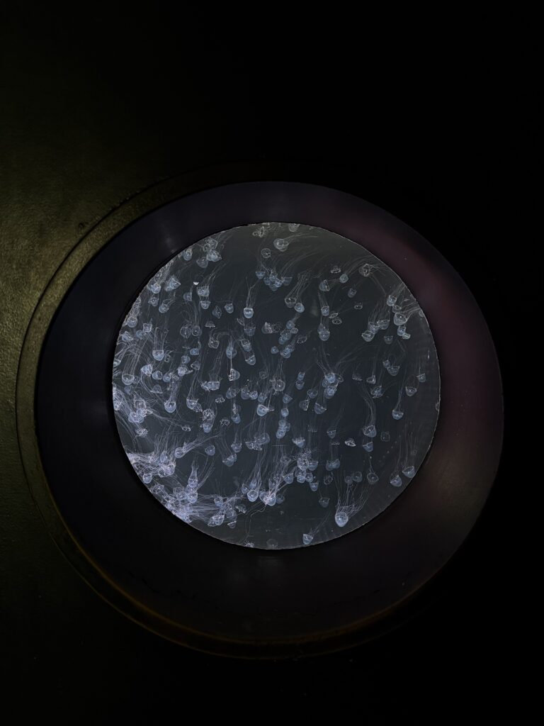 仙台好去處【仙台海洋森林水族館】｜完整攻略 (附交通、門票、必看亮點) - 一日遊, 仙台, 懶人包, 水族館