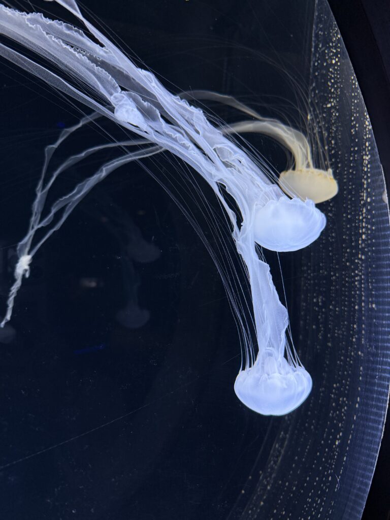 仙台好去處【仙台海洋森林水族館】｜完整攻略 (附交通、門票、必看亮點) - 一日遊, 仙台, 懶人包, 水族館