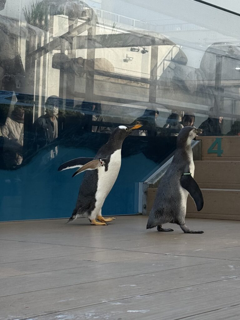 仙台好去處【仙台海洋森林水族館】｜完整攻略 (附交通、門票、必看亮點) - 一日遊, 仙台, 懶人包, 水族館